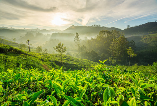 Darjeeling Tea Garden