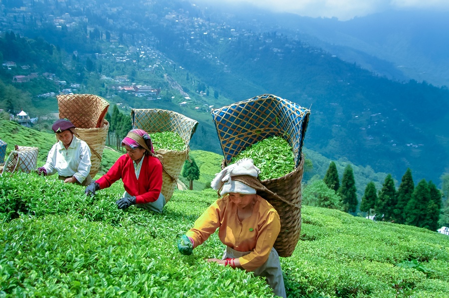 Darjeeling Mountains